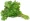 Coriander