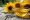 KTC Sunflower Oil 1Ltr