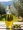 KTC Pomace Olive oil Blended 5Ltr